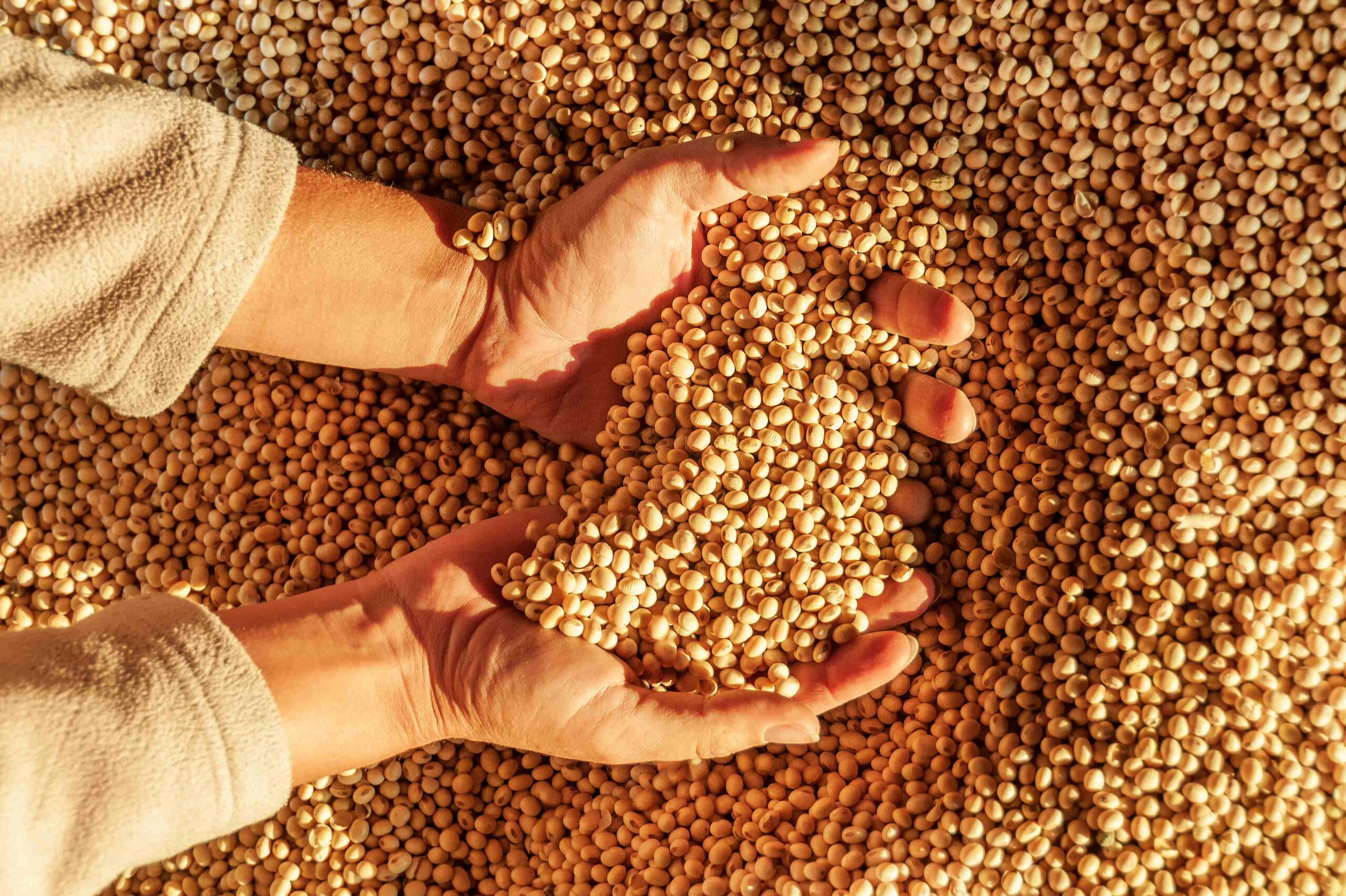 Hands sifting through non-GM soya beans, representing sustainable agriculture and the European Protein Transition